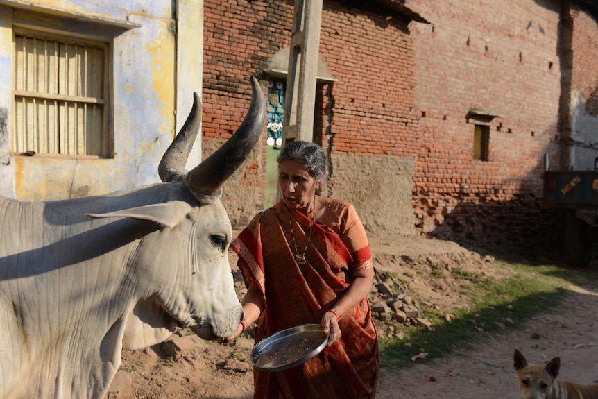 A woman wearing a red and orange sari holds a tray of food and feeds a cow by hand. She stands infront of a brick wall.