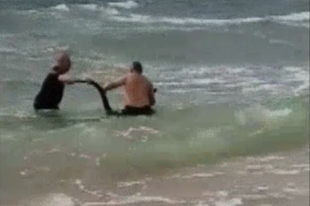 Two police officers carry a kangaroo to shore