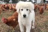 A fluffy white sheepdog puppy looks at the camera with a brown hen close by and many brown chickens in the background.