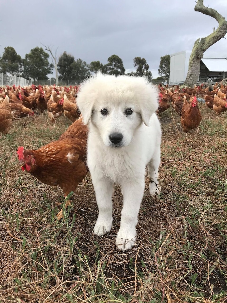 A fluffy white sheepdog puppy looks at the camera with a brown hen close by and many brown chickens in the background.