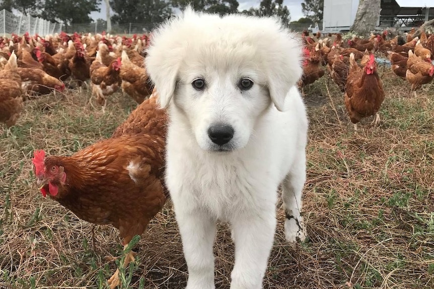 A fluffy white sheepdog puppy looks at the camera with a brown hen close by and many brown chickens in the background.