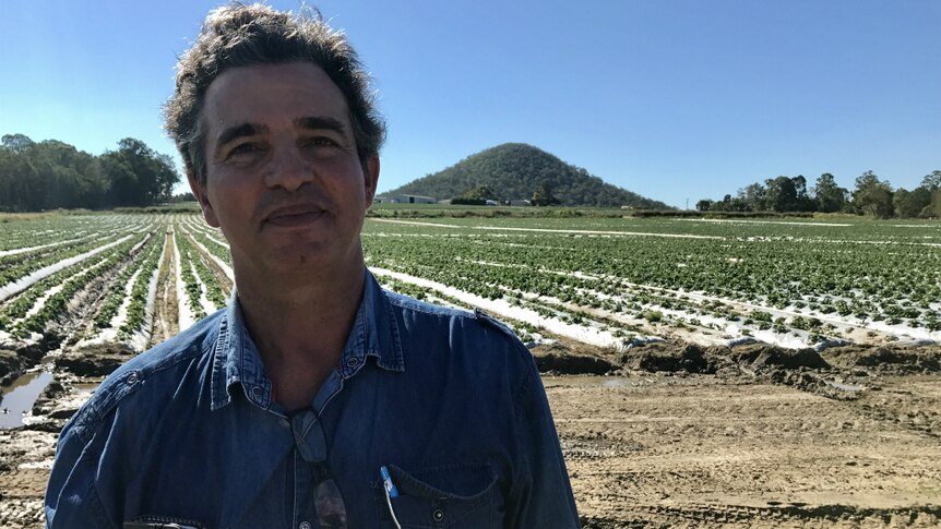 Luigi Coco stands in front of a strawberry field.
