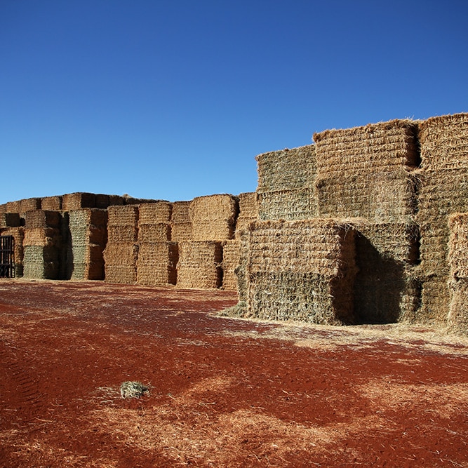 Hay stockpiles at the Hamersley Agricultural Project