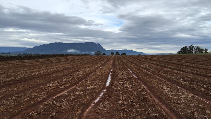 Mountain behind very wet paddock in Tasmania.