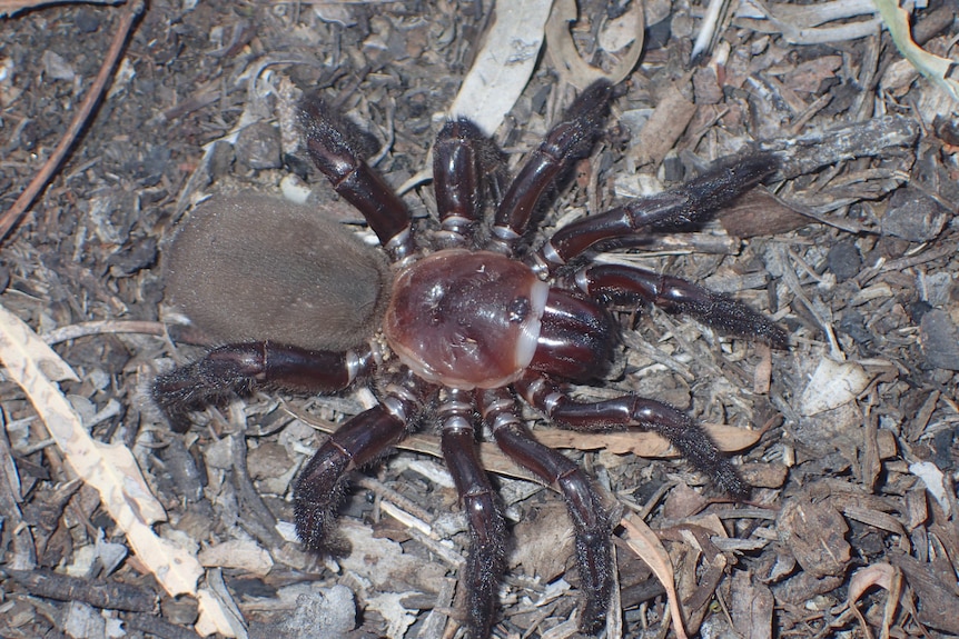 A big spider on the ground, reddish body and big thick brown legs.
