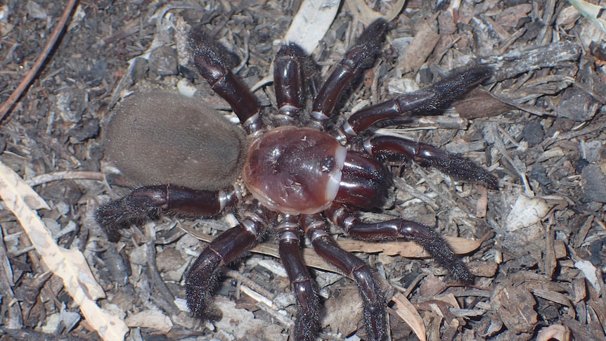 A chunky spider with dark, hairy legs on what appears to be a forest floor.