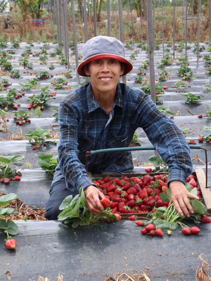 A woman on a farm with a big bucket of strawberries