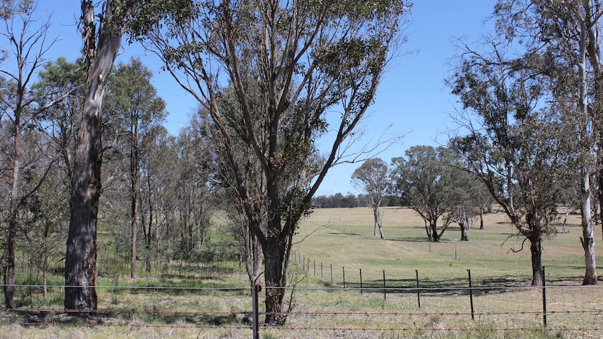 Traditional fencing on a sheep grazing property