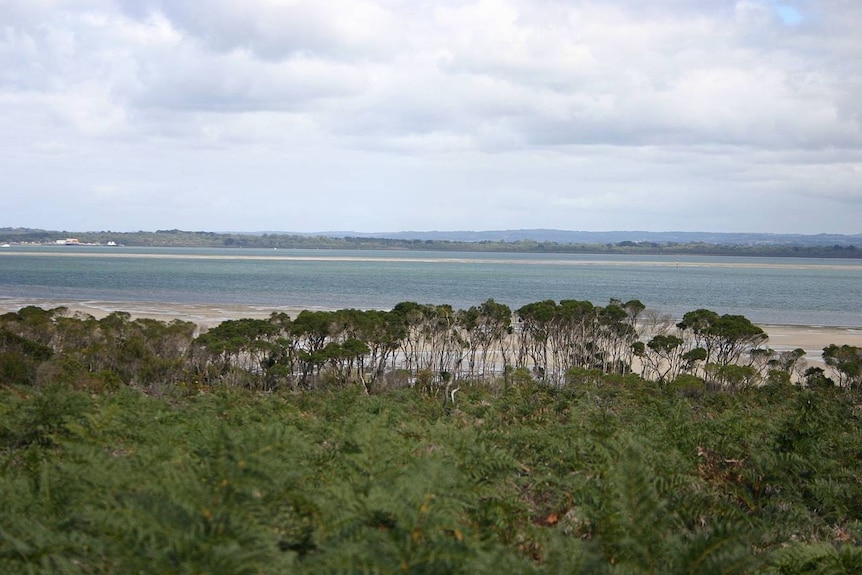 A photo looking out to the ocean over mangroves at the Western Port Wetlands