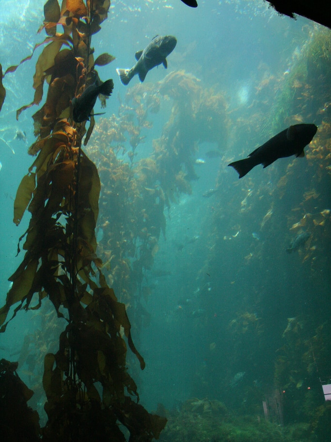 Fish swim around a giant kelp forest.