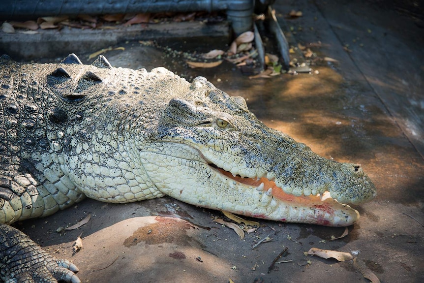 A large saltwater crocodile rests on the concrete floor of a holding pen at a Northern Territory wildlife park.