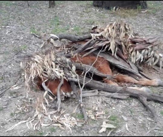 Parks Victoria Refuses To Confirm If It's Behind Brumby Carcasses Found ...