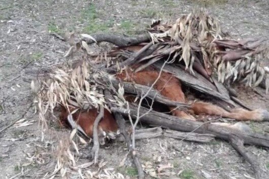 A horse carcass hidden under branches