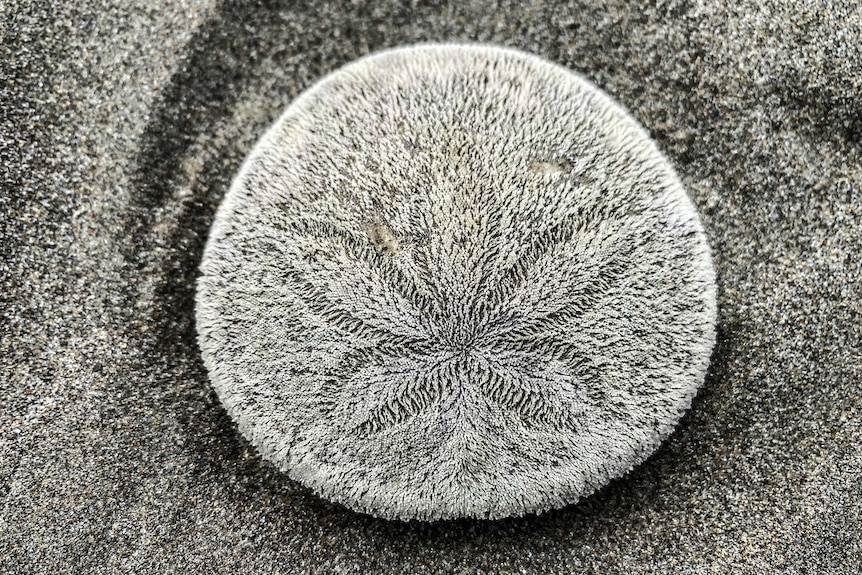 Dolari de nisip pe o plajă din Oregon