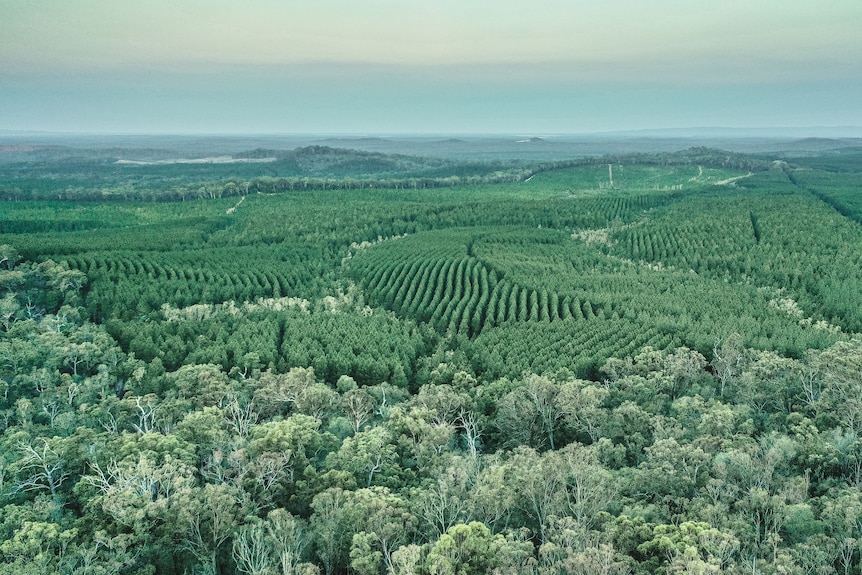 An aerial of a timber plantation.