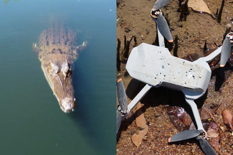 Composite image of crocodile in a lagoon and a damaged drone on a lake bed.
