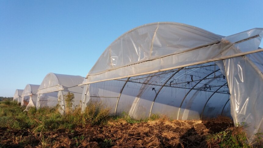 illegal tobacco farm uncovered in the Bundaberg Region, March 2018
