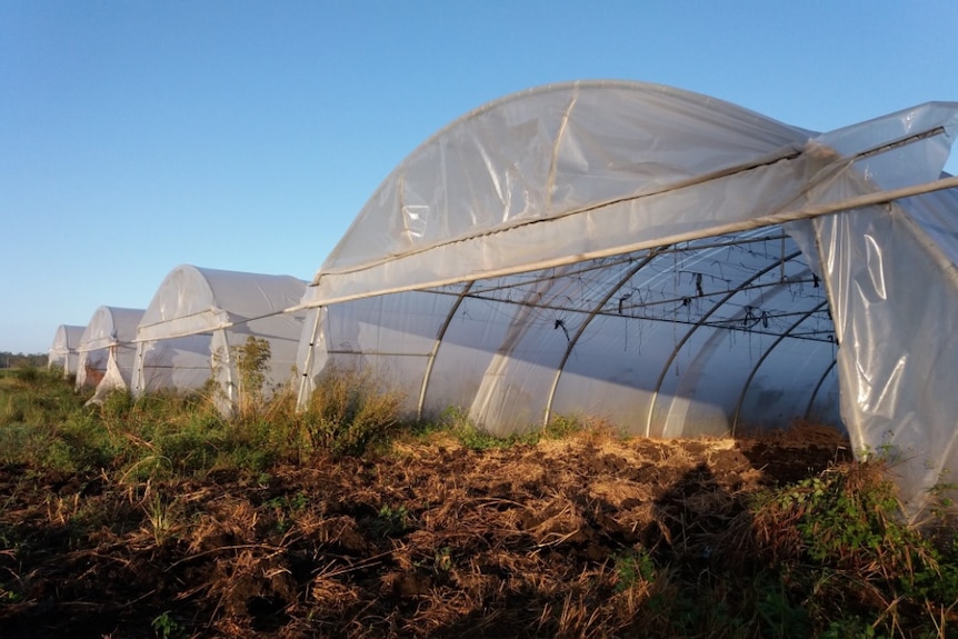 illegal tobacco farm uncovered in the Bundaberg Region, March 2018