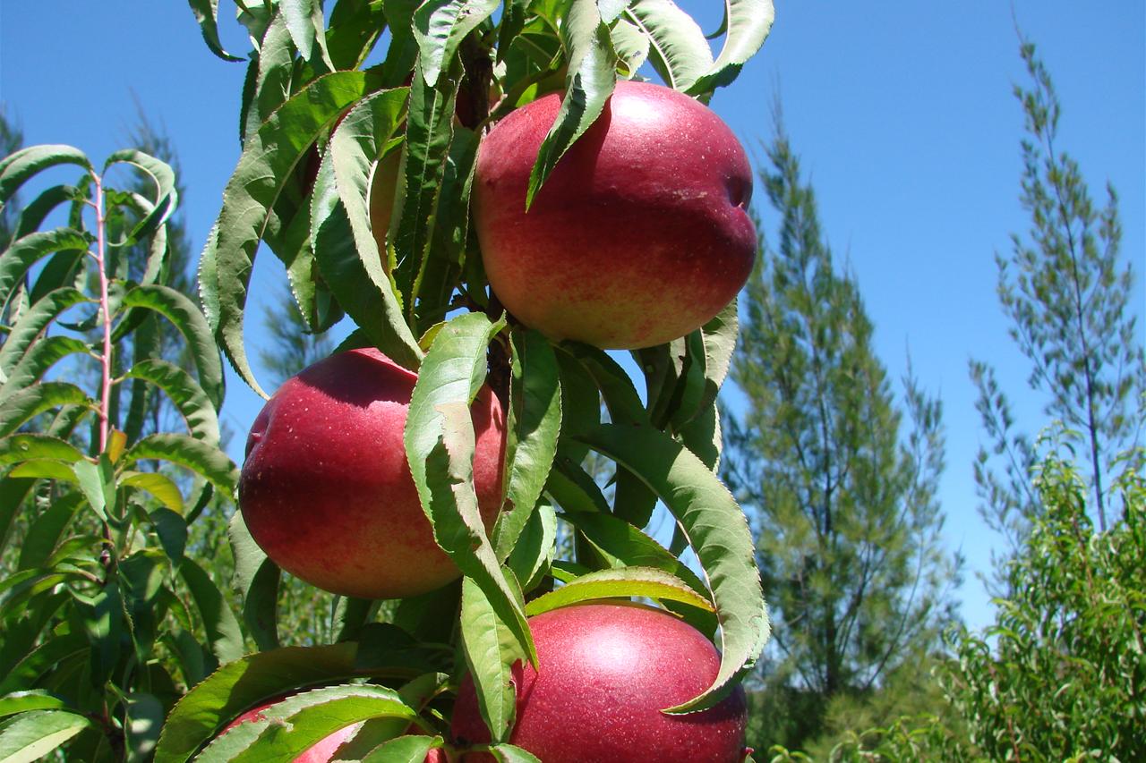 Gardening talkback: nectarines and blueberries - ABC listen