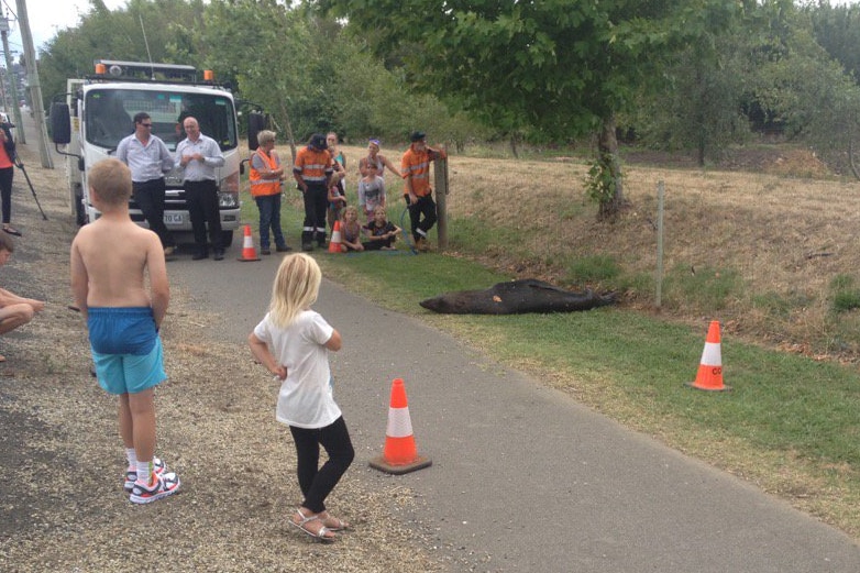 The seal draws a crowd