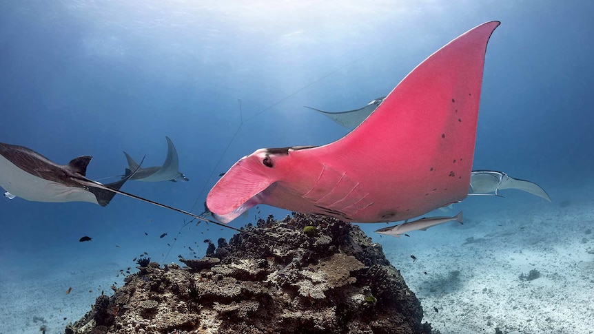 A pink manta ray swims in the water.