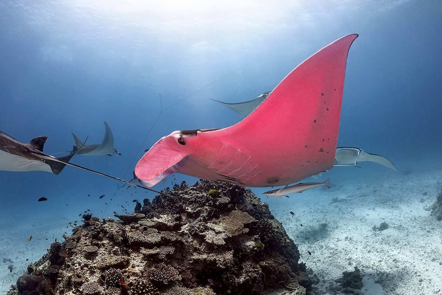 A pink manta ray swims in the water.