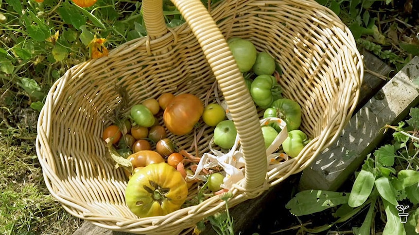 A wicker basket filled with freshly picked tomatoes in a garden.