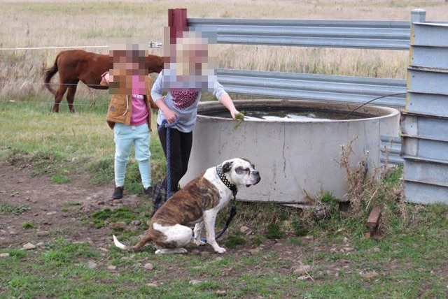 Boris, a 5yo American bulldog shot by police after attacking the owner's mother, with children.