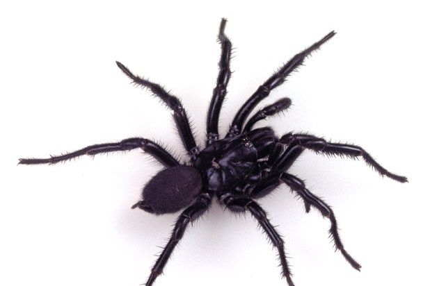 Male Sydney funnel-web spider, Atrax robustus