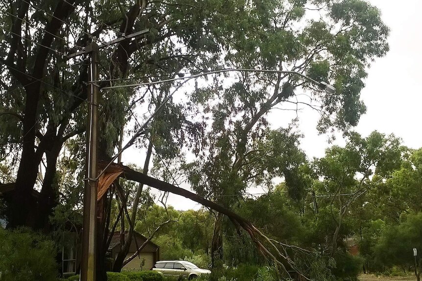 A fallen tree on a power line at Fairview Park