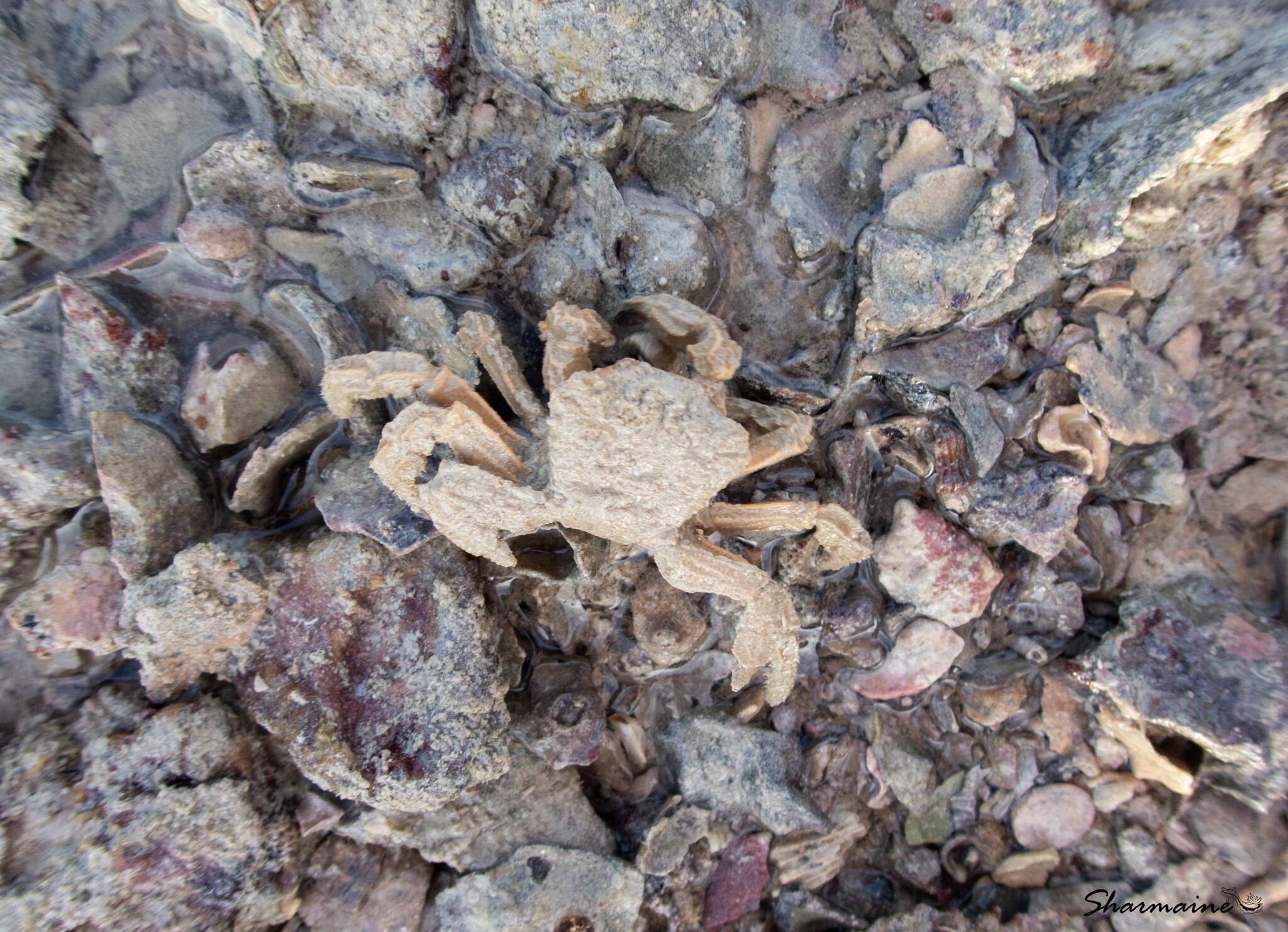 A crab among stones on a beach.