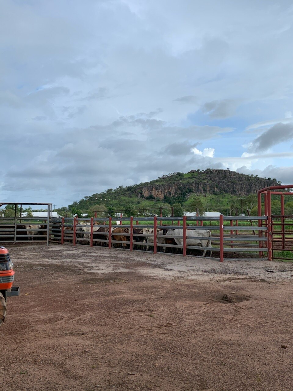 Gunbalanya abattoir loading five planes a week to get Arnhem Land beef