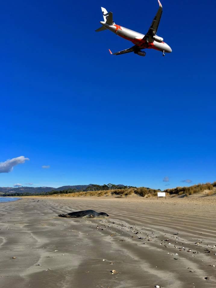 Leopard seal near airport