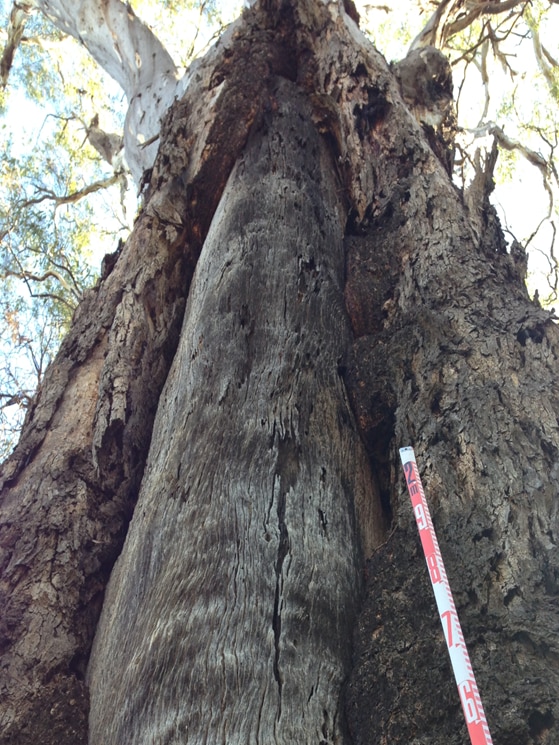 A large tree trunk with a scar on it