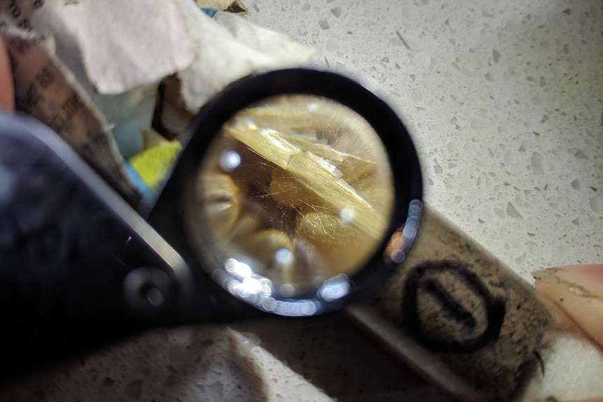 A magnifying glass is used to examine tiny threads of mycelium.