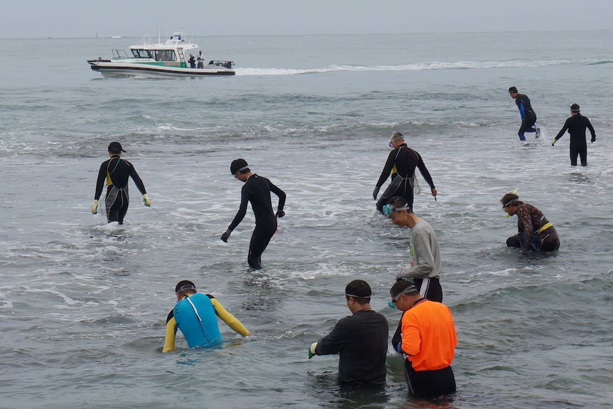 Abalone fishers at Mettam's Pool in Perth