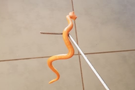 A rubber snake balanced on the end of a headless gold club.