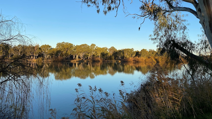 Early morning soft light on wide stretch of River with trees overhanging the water 