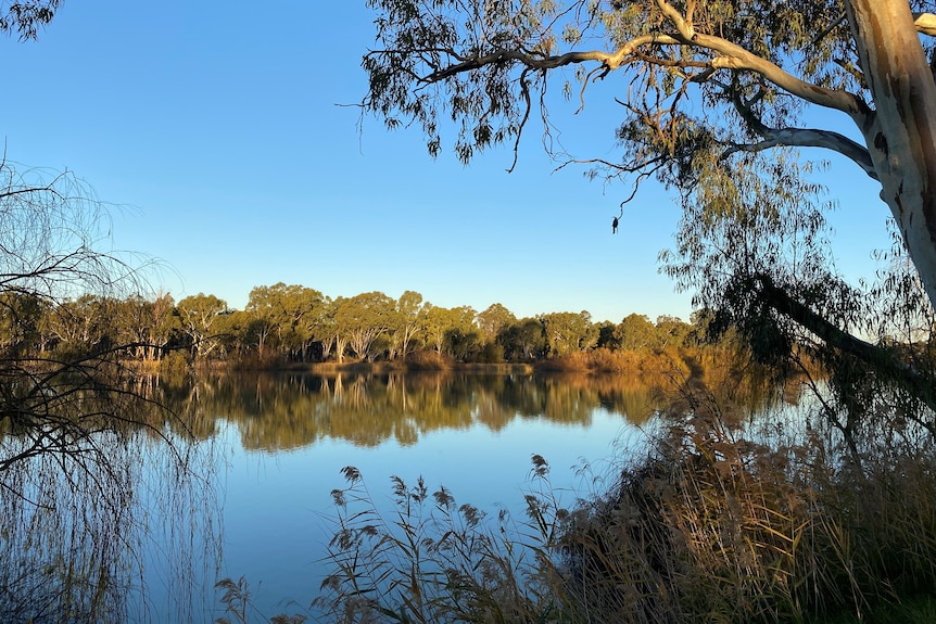 Early morning soft light on wide stretch of River with trees overhanging the water 