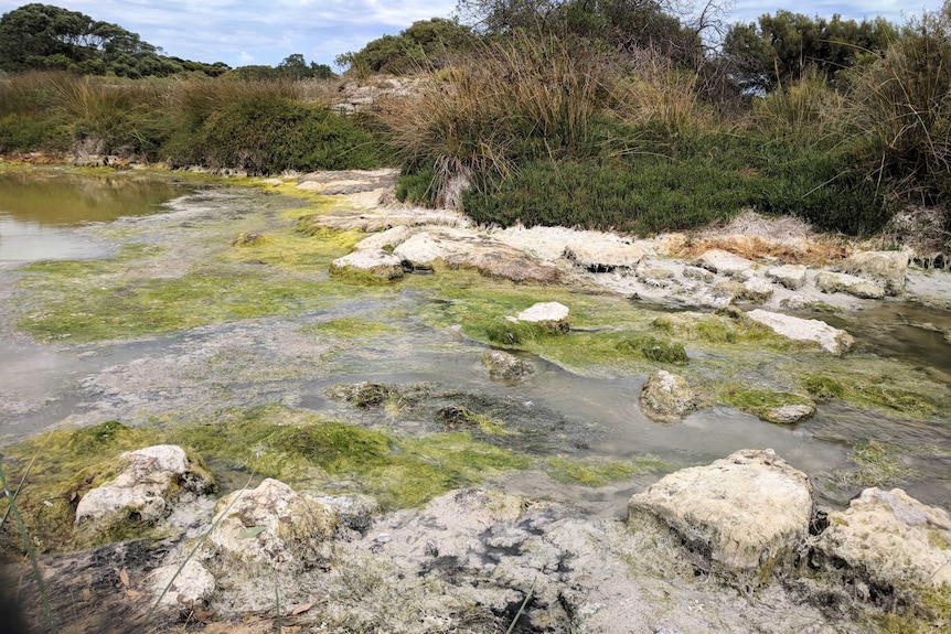 Green algae on the shore of the Coorong river.