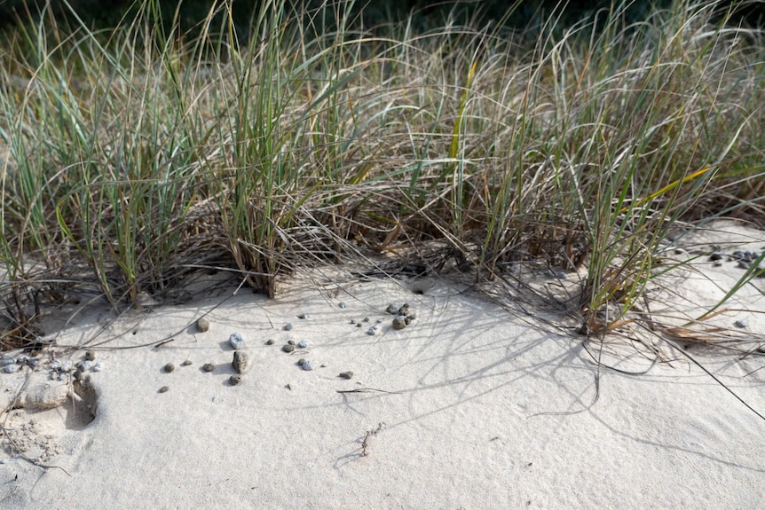 Close up of white and dune with grasses and little burrows.