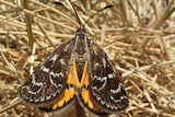 Golden sun moth