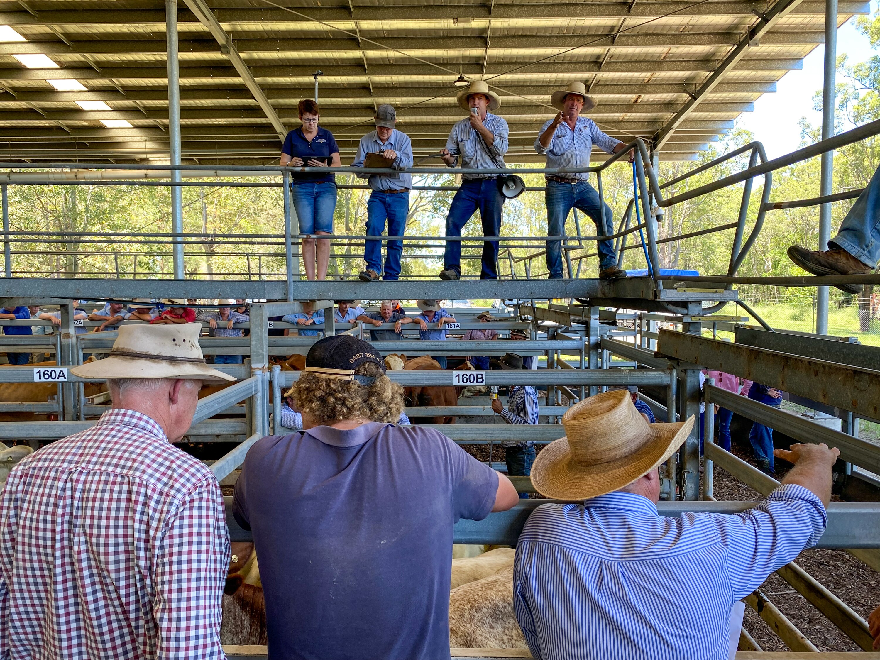 Auctioneers stand on a raised walkway over a cattle yard.