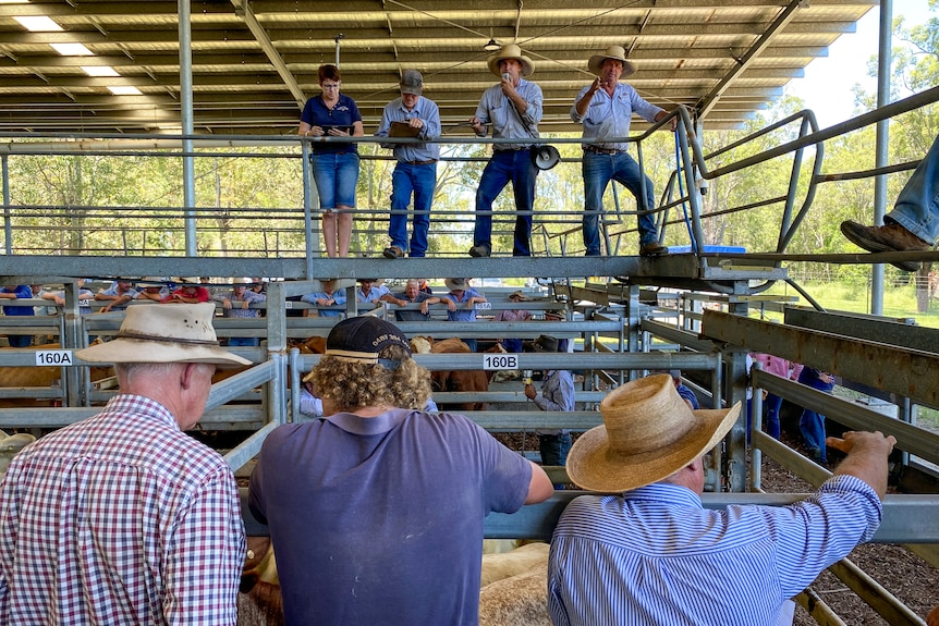 Auctioneers stand on a raised walkway over a cattle yard.