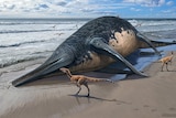 An artists impression of an ichthyosaur washed up on the beach.