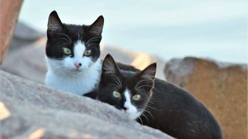 A pair of black-and-white cats peering over a piece of rock.