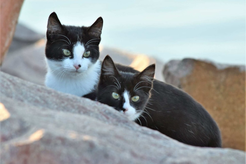 A pair of black-and-white cats peering over a piece of rock.