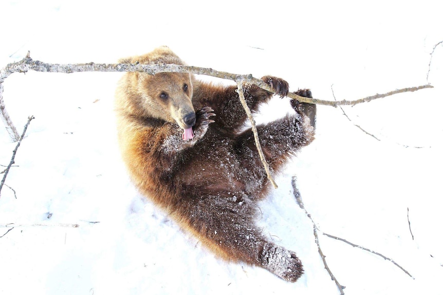 Berkley the bear hangs off a branch in the snow
