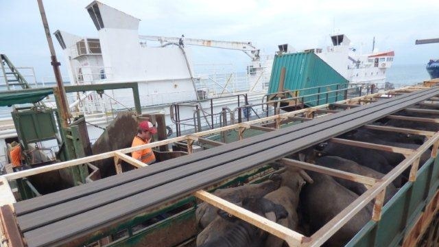 Buffalo at Darwin Port