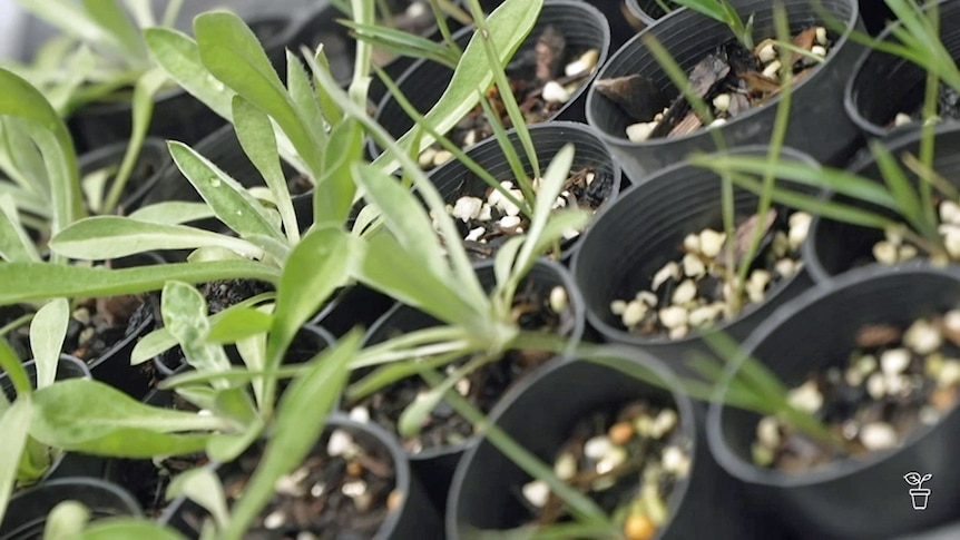 Seedlings growing in pots in a treay